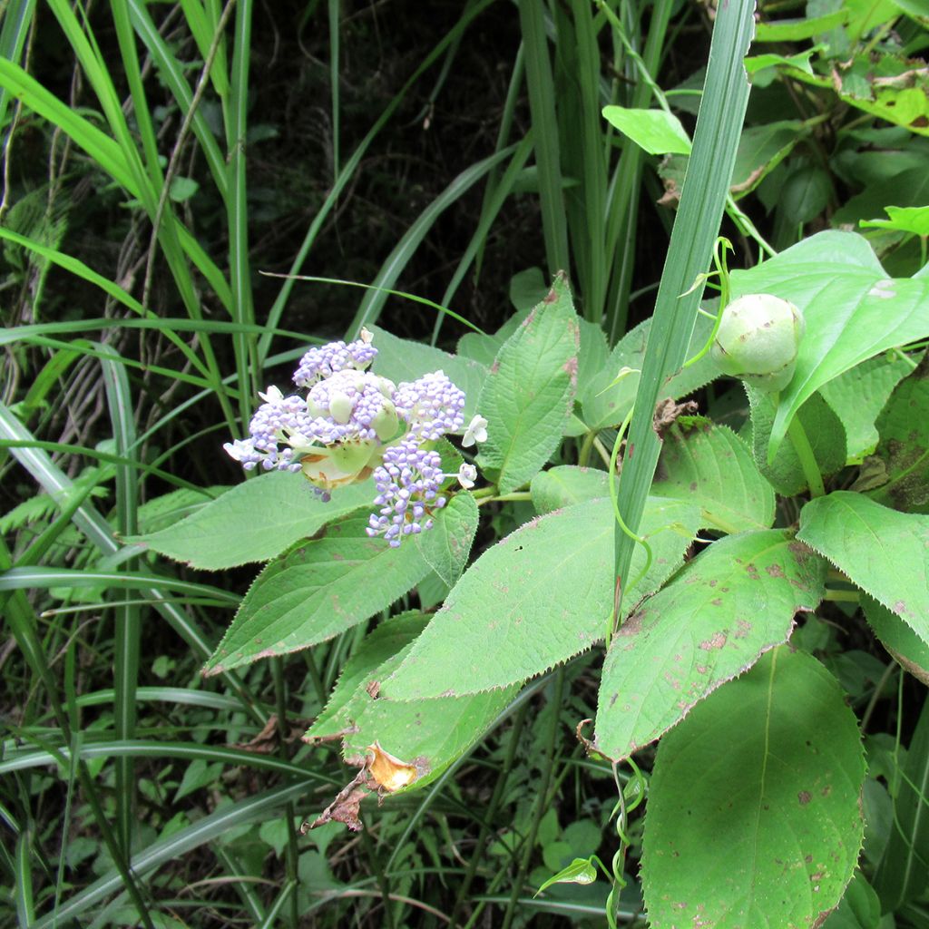 Hydrangea involucrata - Ortensia