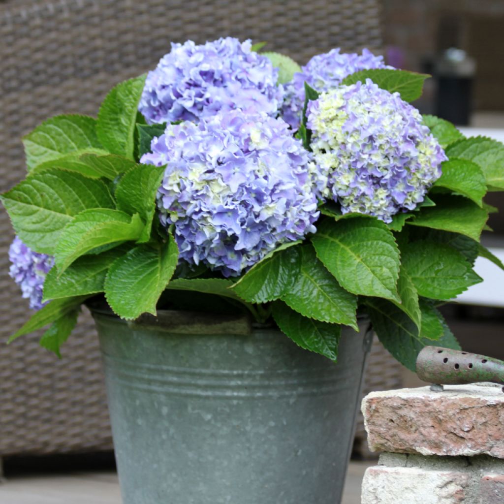 Hydrangea macrophylla Beautensia Spike - Ortensia