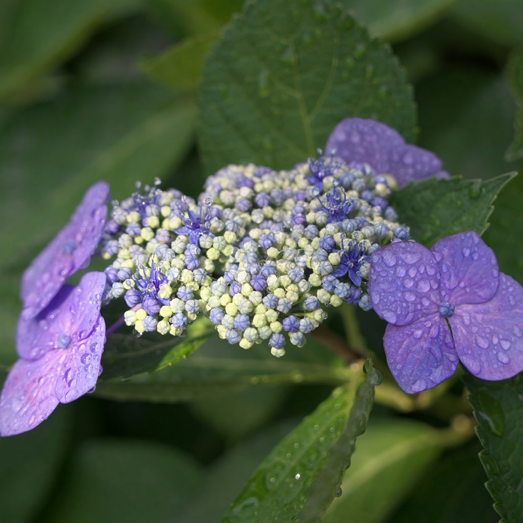 Hydrangea macrophylla Blaumeise - Ortensia