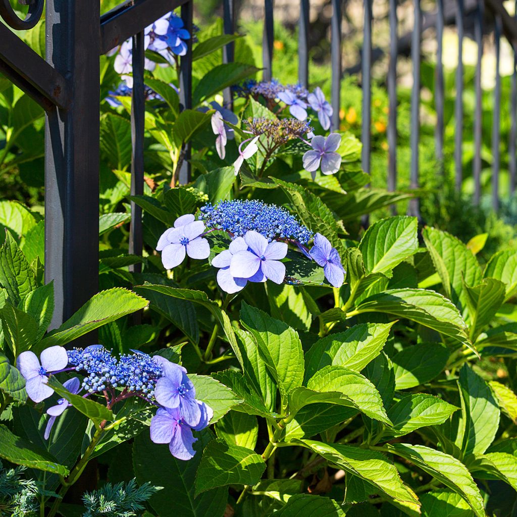 Hydrangea macrophylla Blaumeise - Ortensia