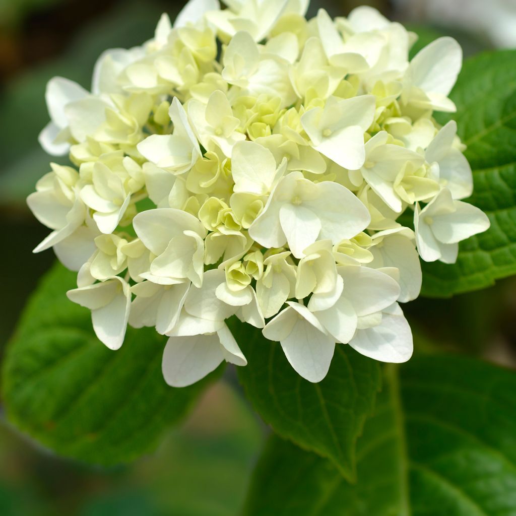 Hydrangea macrophylla Endless Summer The Bride - Ortensia