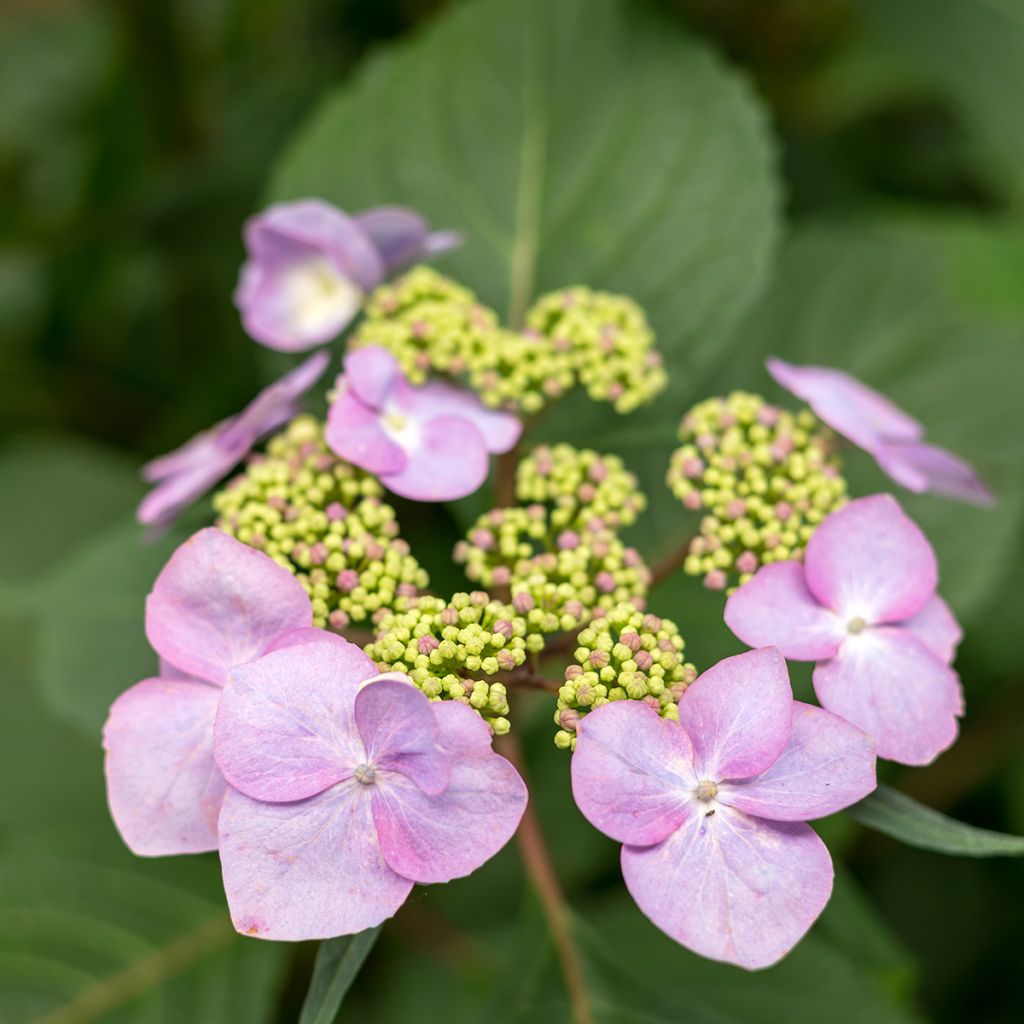 Hydrangea macrophylla Endless Summer Twist and Shout - Ortensia