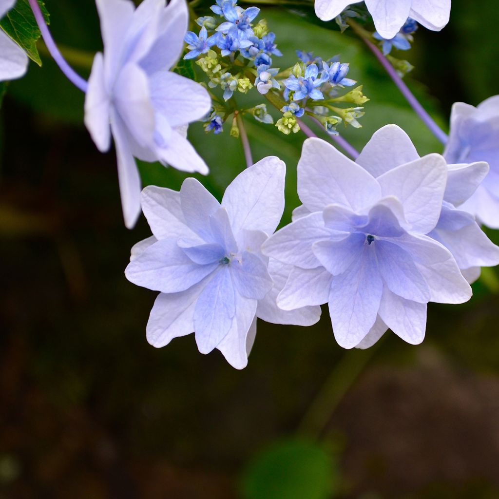 Hydrangea macrophylla Fireworks Blue - Ortensia