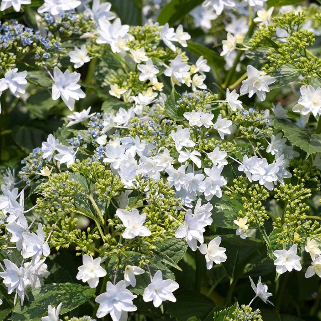 Hydrangea macrophylla Hovaria Fireworks White - Ortensia