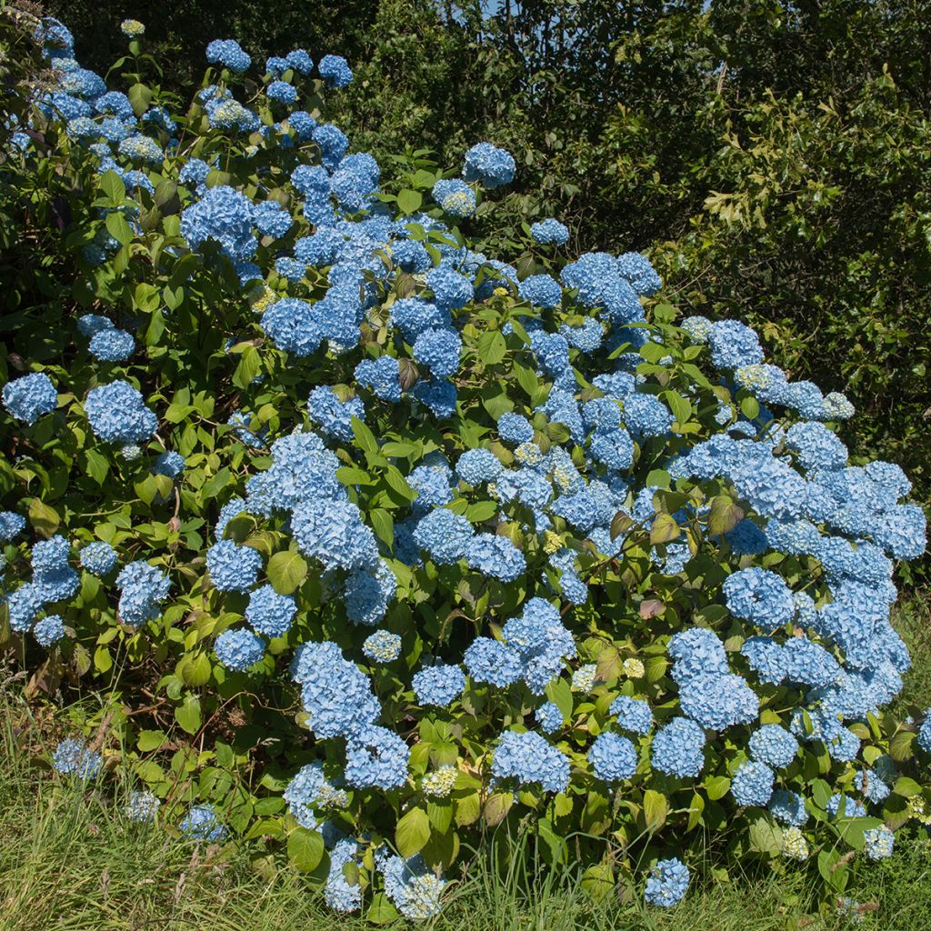 Hydrangea macrophylla Generale Vicomtesse de Vibraye - Ortensia