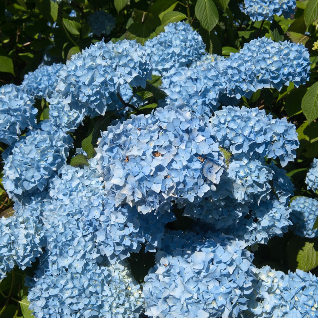 Hydrangea macrophylla Generale Vicomtesse de Vibraye - Ortensia