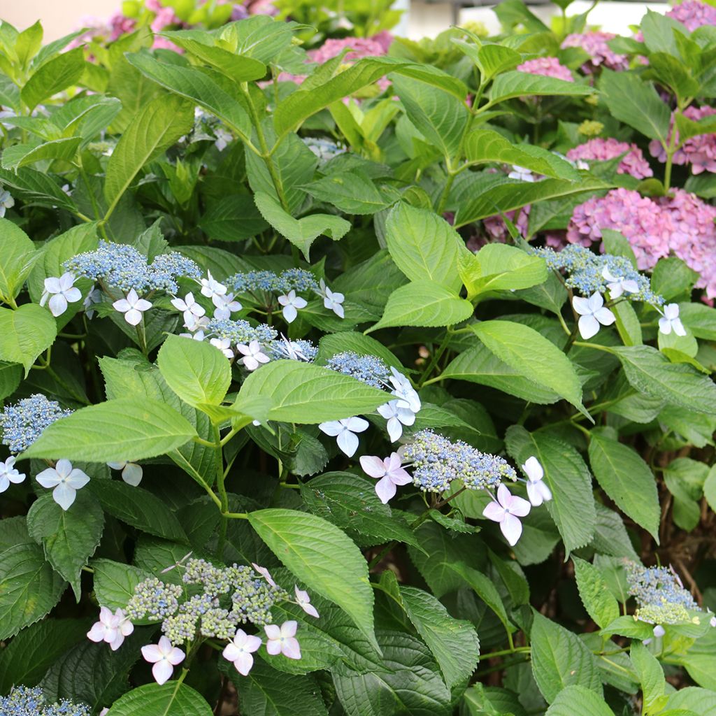 Hydrangea macrophylla Great Star Blanc Bleu - Ortensia