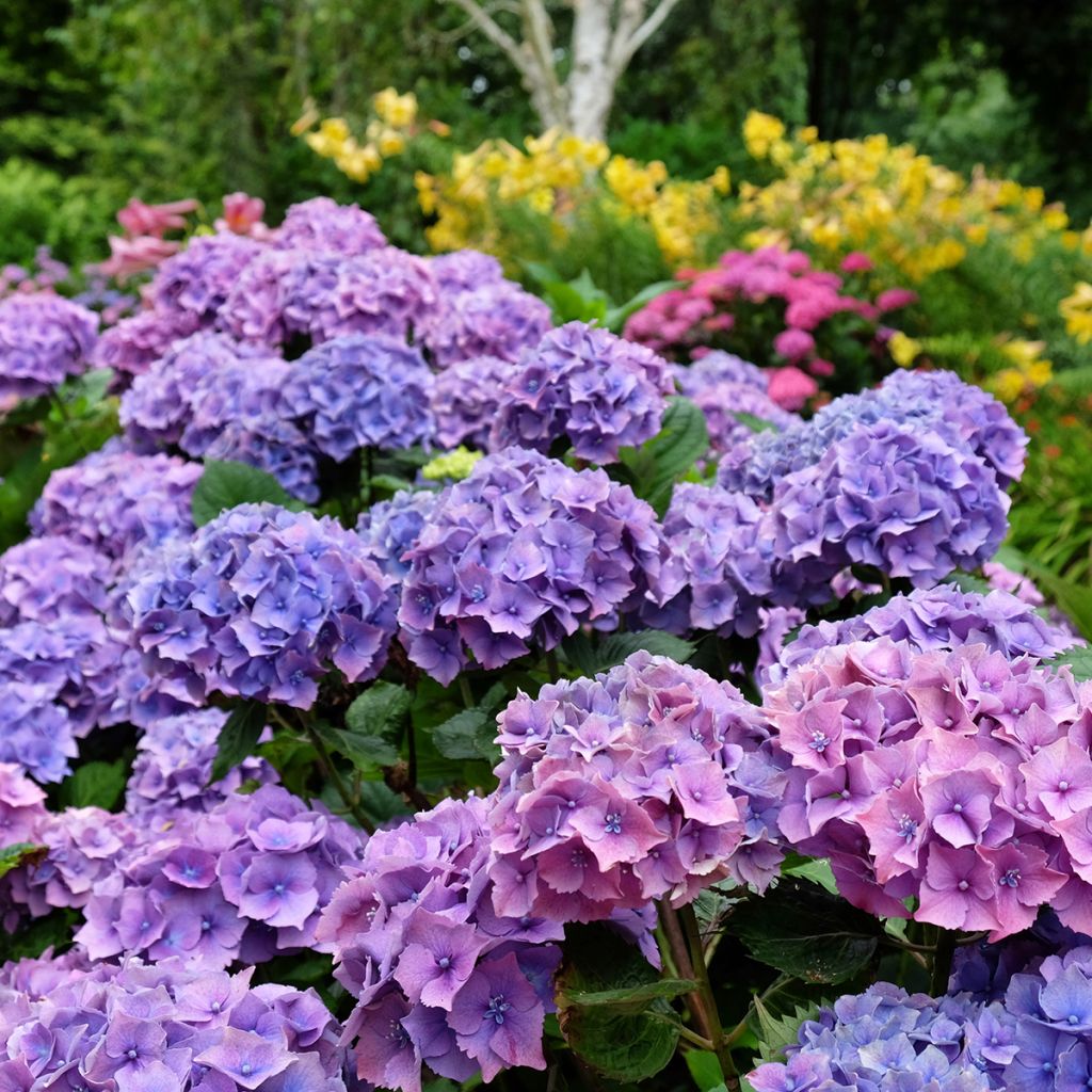 Hydrangea macrophylla Hambourg - Ortensia