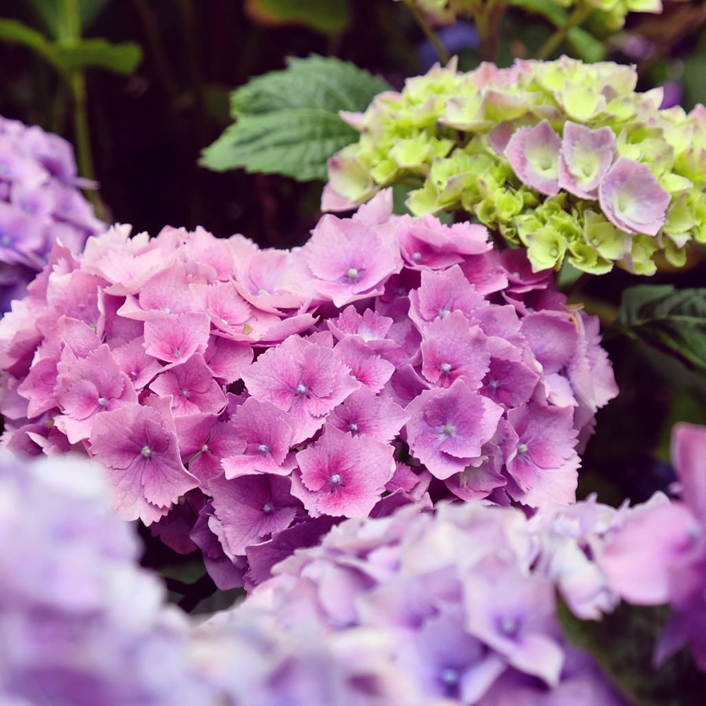 Hydrangea macrophylla Hambourg - Ortensia