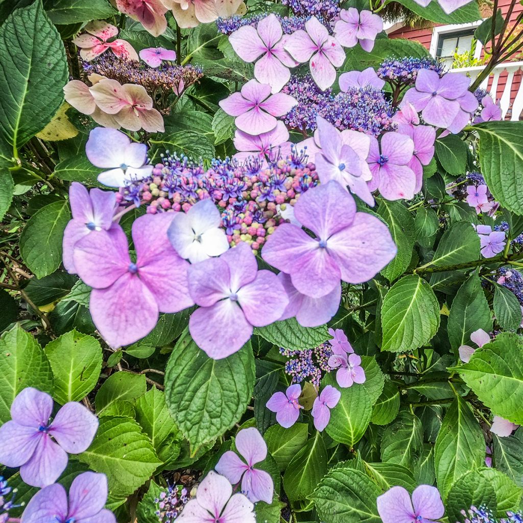 Hydrangea macrophylla Kardinal Violet - Ortensia