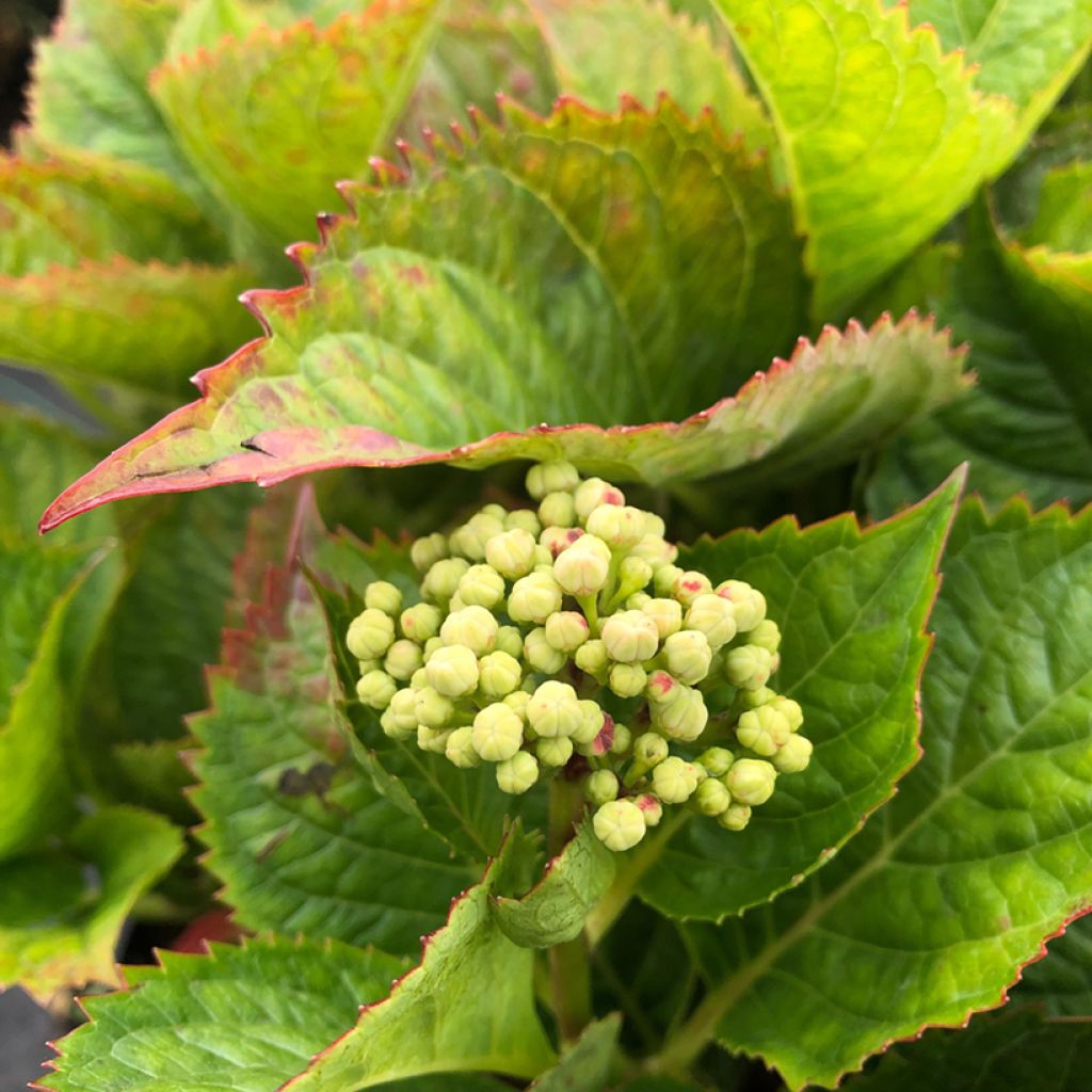 Hydrangea macrophylla Teller Kardinal - Ortensia