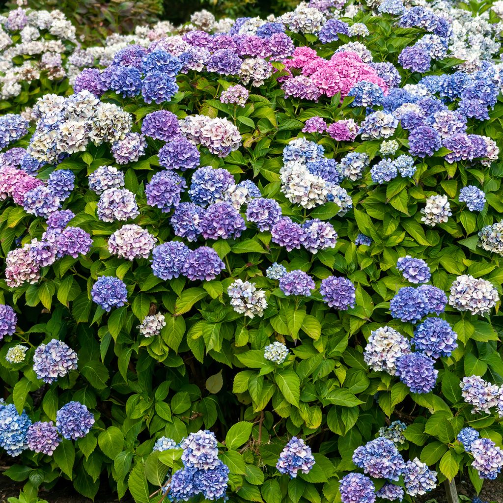 Hydrangea macrophylla La Marne - Ortensia