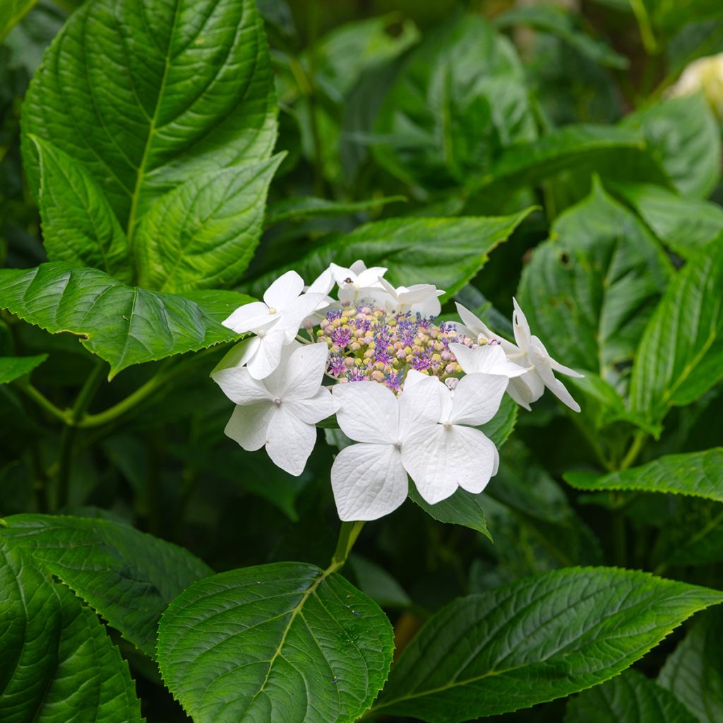 Hydrangea macrophylla Libelle - Ortensia