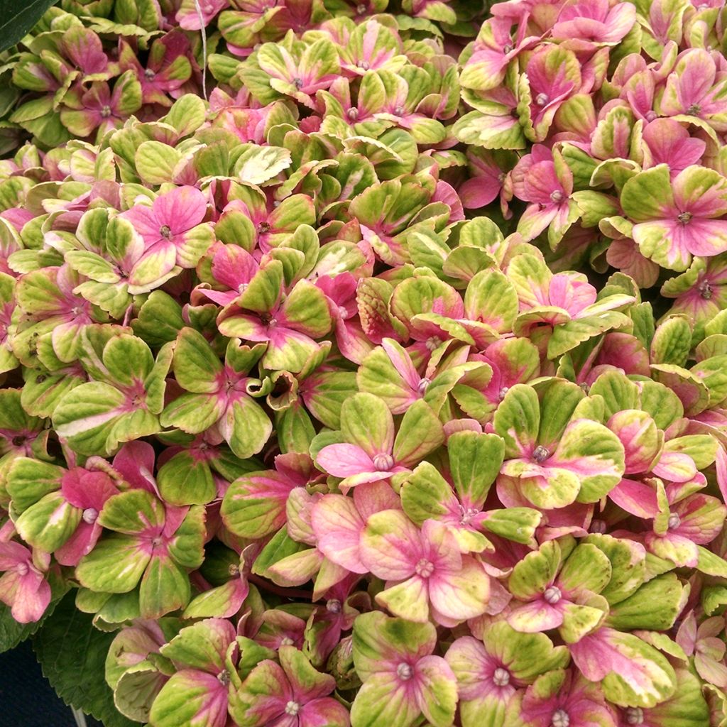 Hydrangea macrophylla Magical Coral rosa - Ortensia