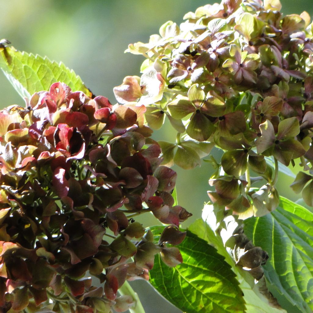 Hydrangea macrophylla Magical Crimson - Ortensia