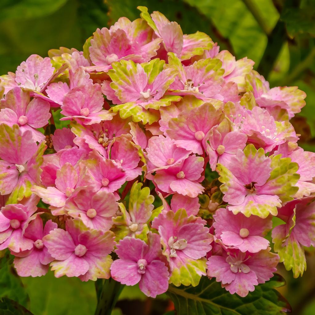 Hydrangea macrophylla Magical Jade - Ortensia
