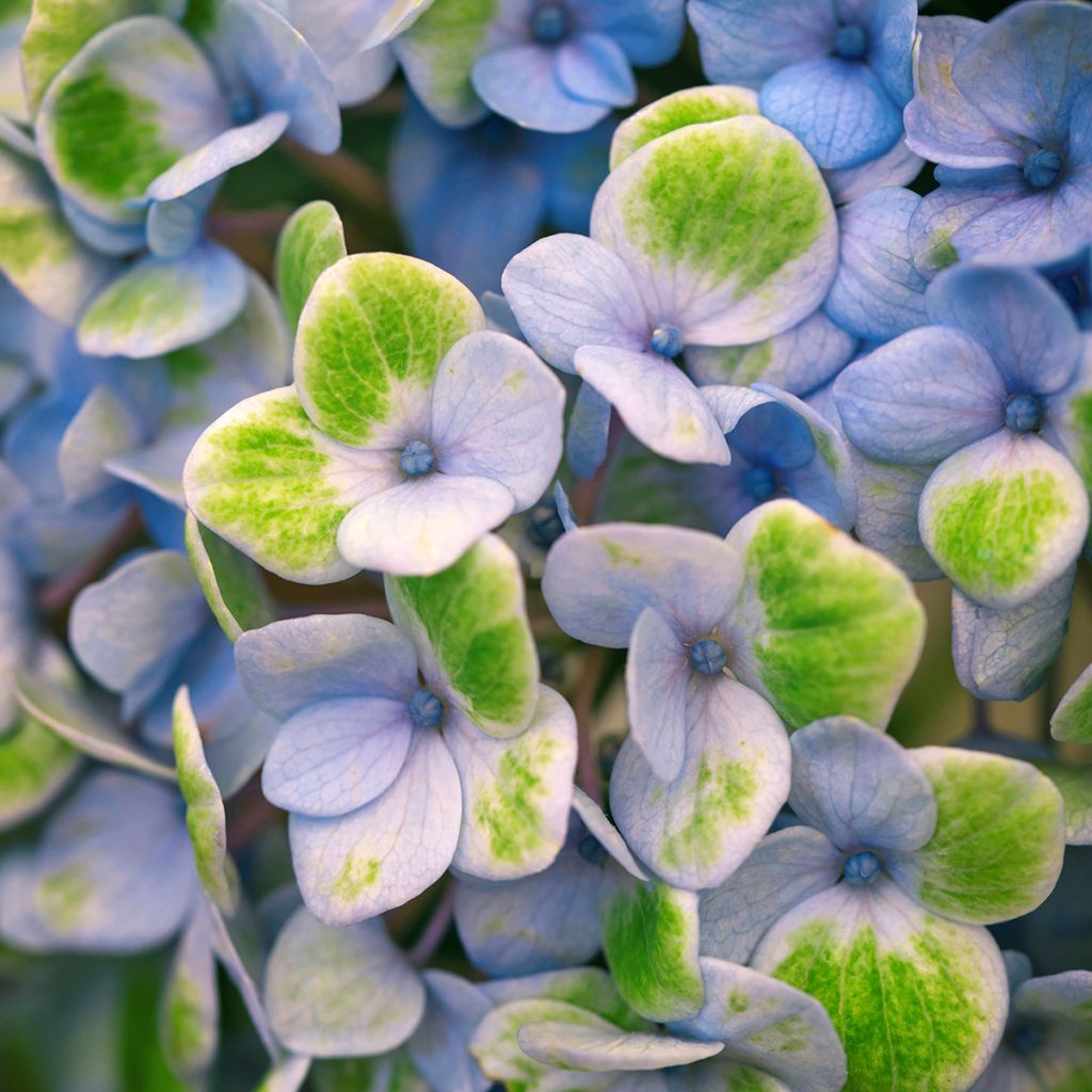 Hydrangea macrophylla Magical Revolution Bleu - Ortensia