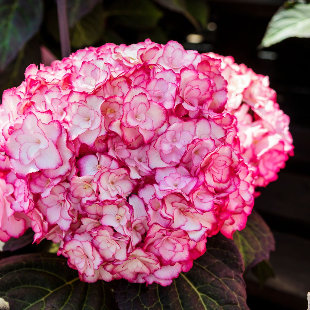Hydrangea macrophylla Miss Saori - Ortensia