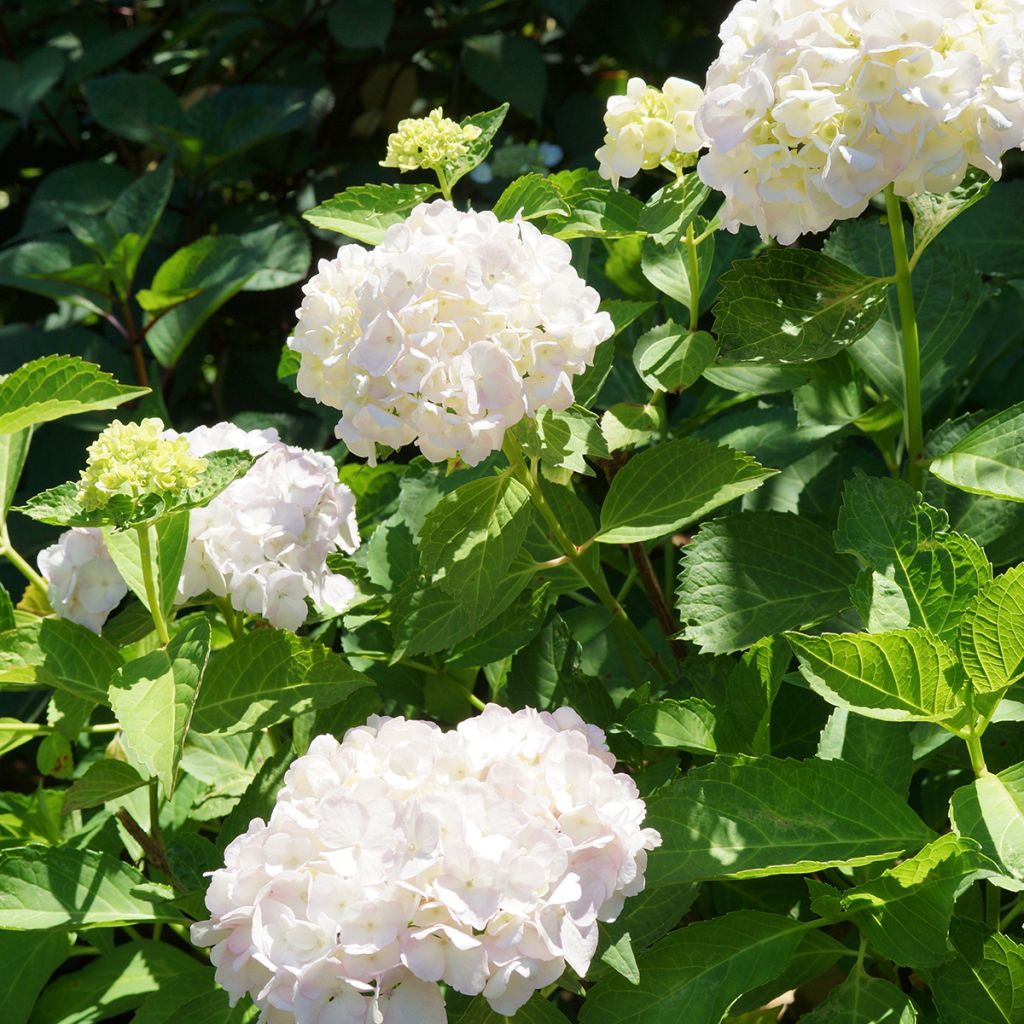 Hydrangea macrophylla Mme Emile Mouillière - Ortensia