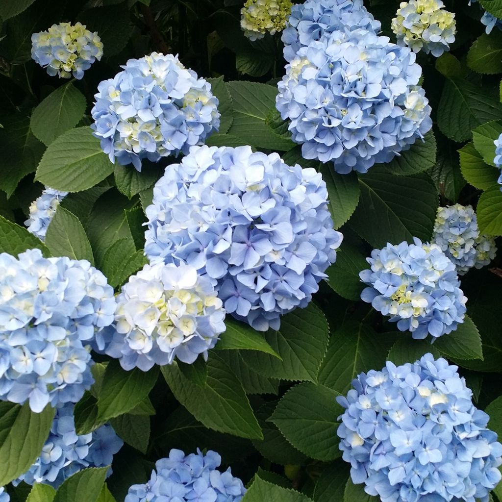 Hydrangea macrophylla Nikko Blue - Ortensia