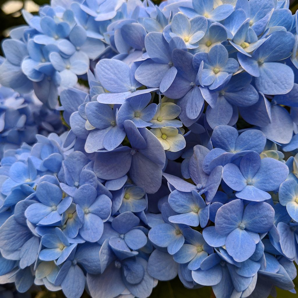 Hydrangea macrophylla Nikko Blue - Ortensia