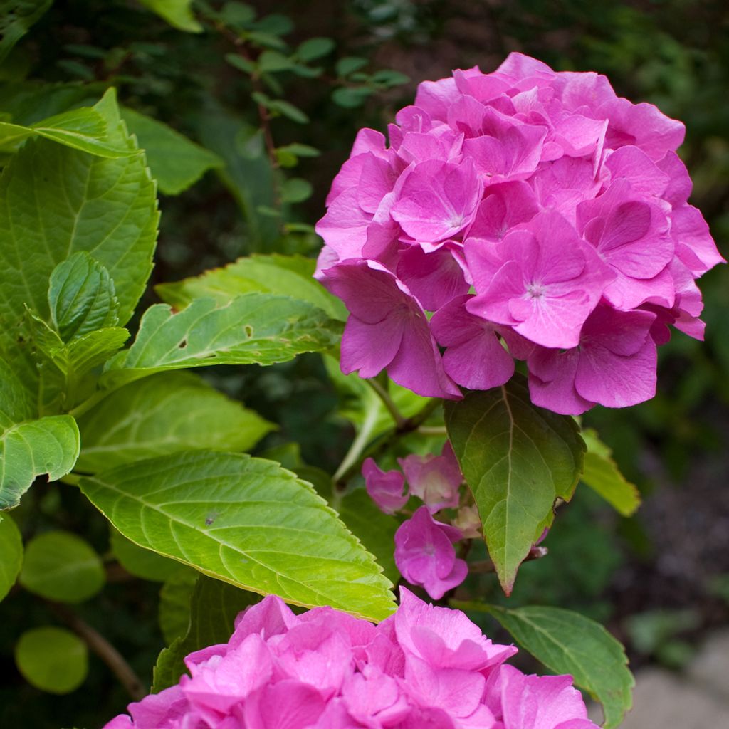 Hydrangea macrophylla Pia - Ortensia