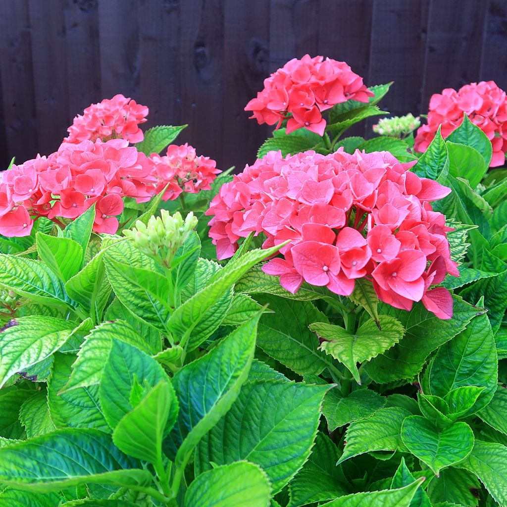 Hydrangea macrophylla Pia - Ortensia