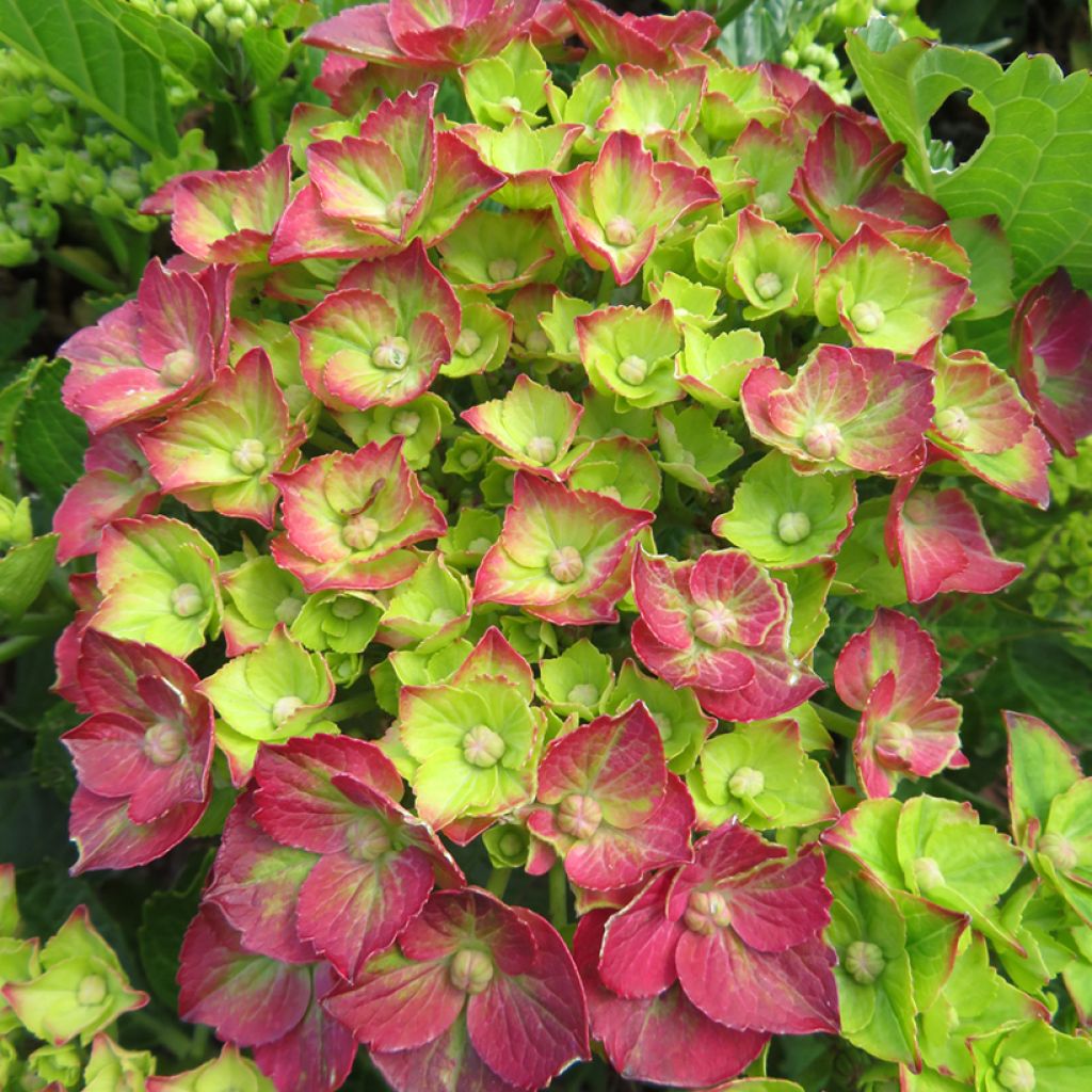 Hydrangea macrophylla Rebellion Choco Love - Ortensia