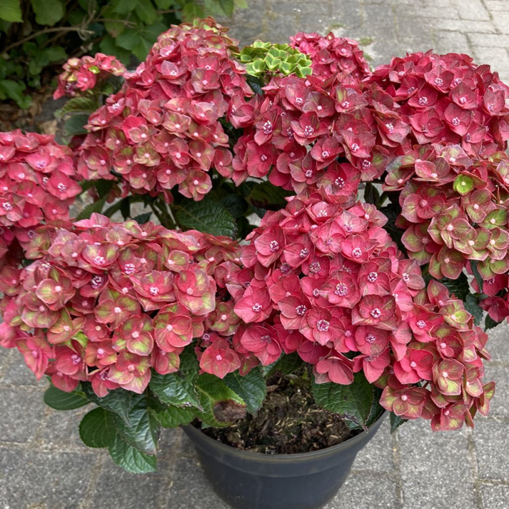 Hydrangea macrophylla Rebellion Choco Love - Ortensia