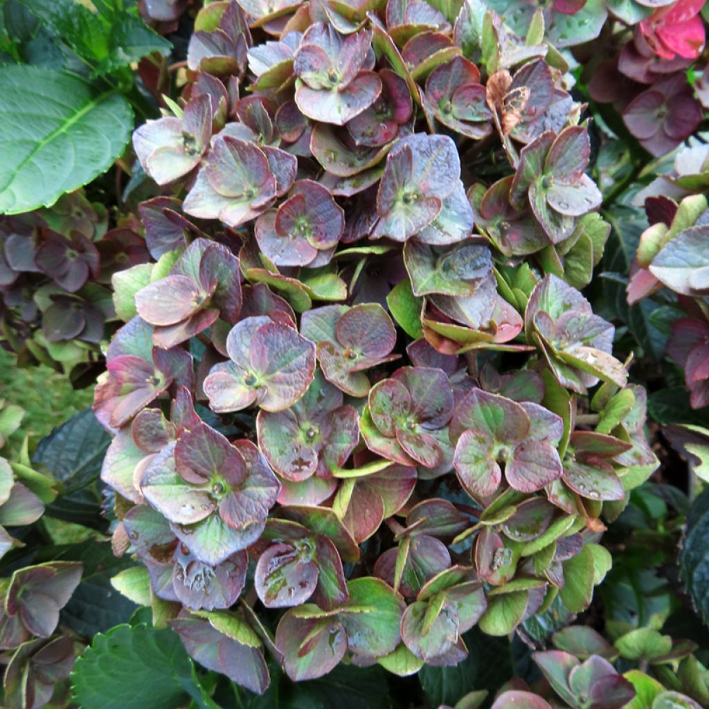 Hydrangea macrophylla Rebellion Choco Love - Ortensia