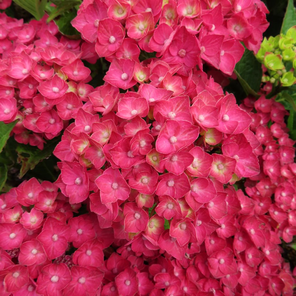 Hydrangea macrophylla Rebellion Choco Love - Ortensia
