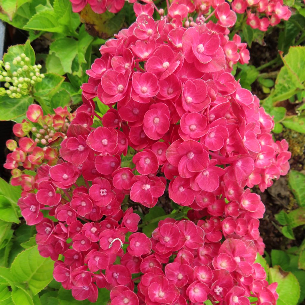 Hydrangea macrophylla Rebellion Ferrari Love - Ortensia