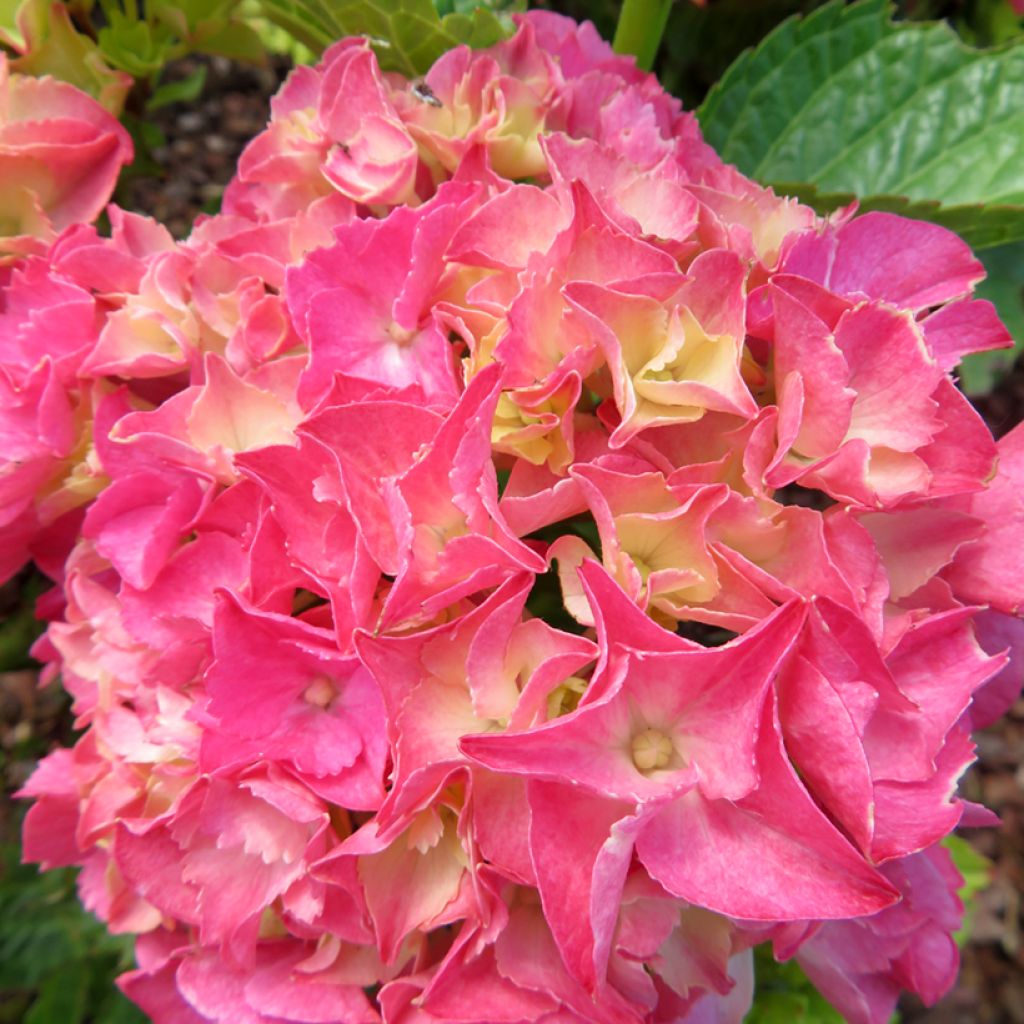 Hydrangea macrophylla Rebellion Pink Love - Ortensia