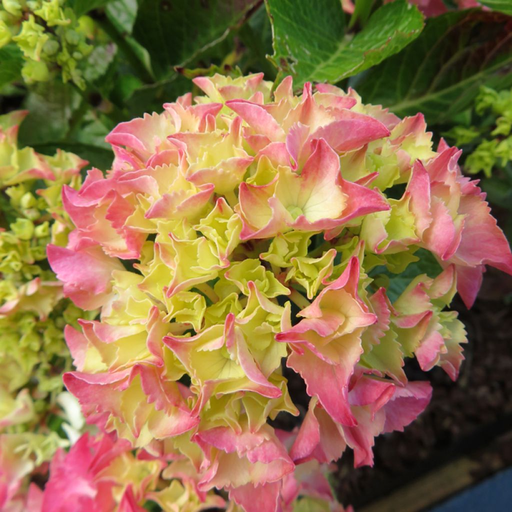 Hydrangea macrophylla Rebellion Pink Love - Ortensia