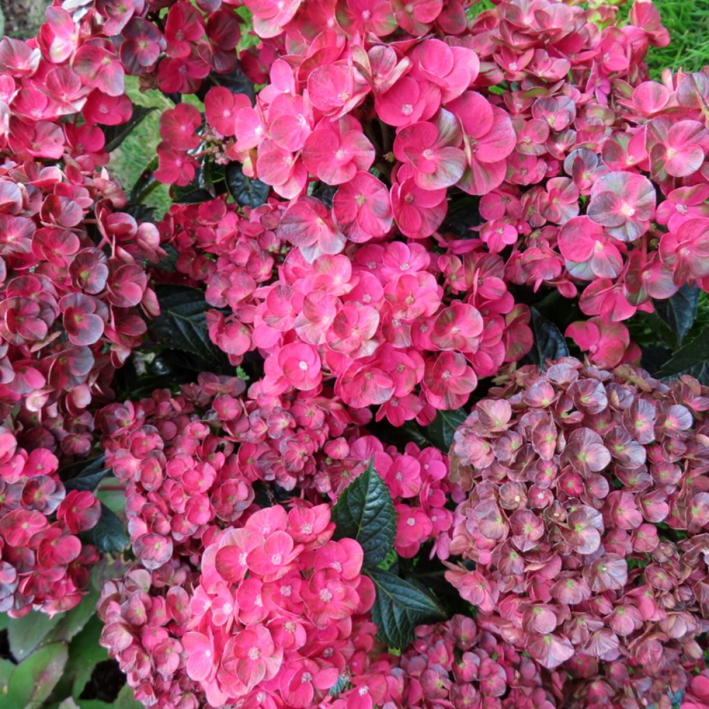 Hydrangea macrophylla Rebellion Pistachio Love - Ortensia