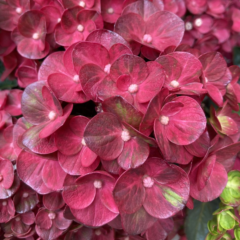 Hydrangea macrophylla Rebellion Pistachio Love - Ortensia