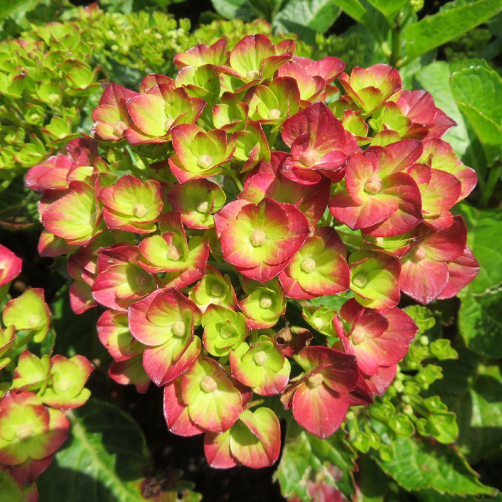 Hydrangea macrophylla Rebellion Pistachio Love - Ortensia
