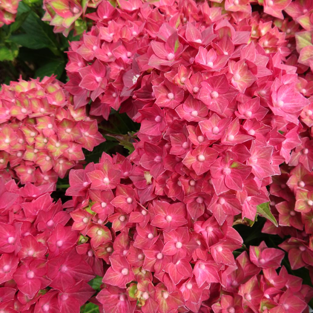 Hydrangea macrophylla Rebellion Red Love - Ortensia