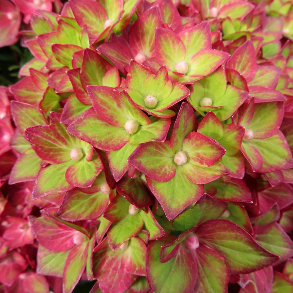 Hydrangea macrophylla Rebellion Red Love - Ortensia
