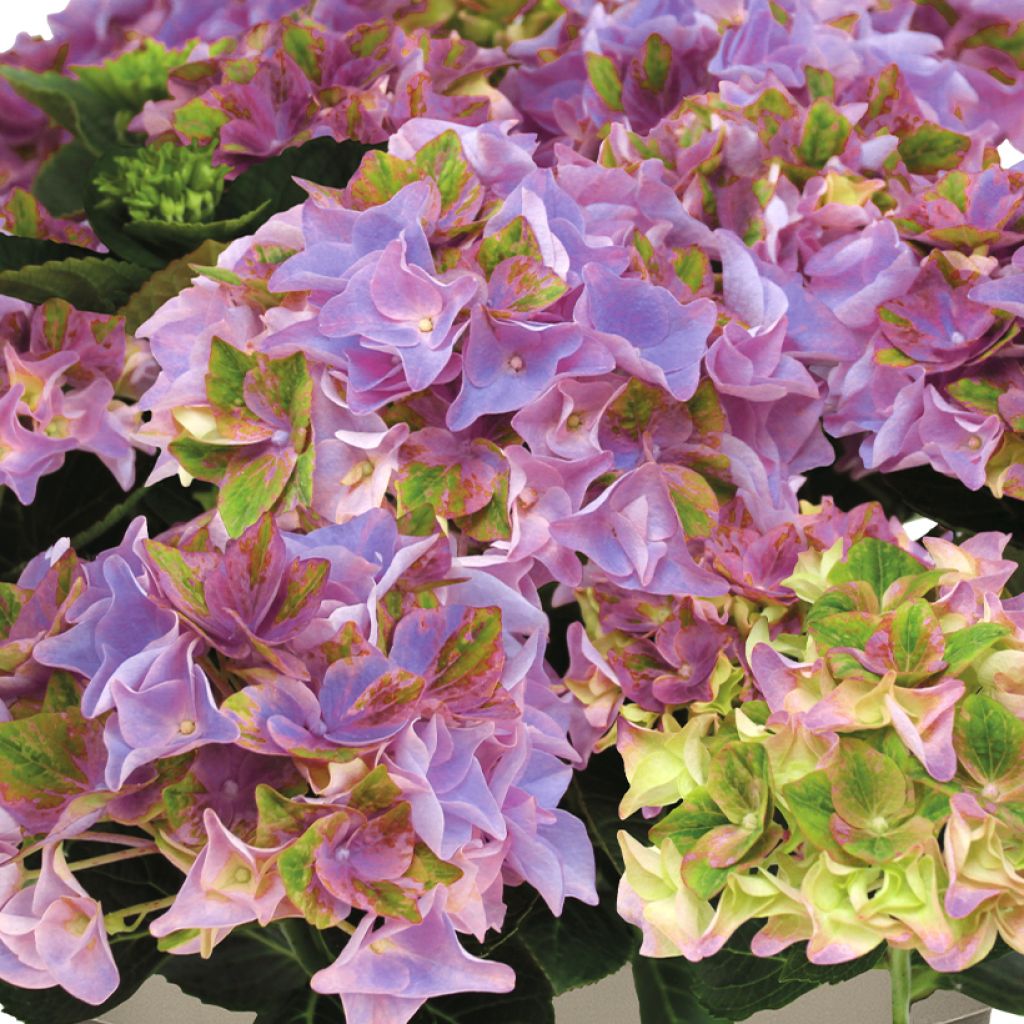 Hydrangea macrophylla Rembrandt Antico Fresco - Ortensia