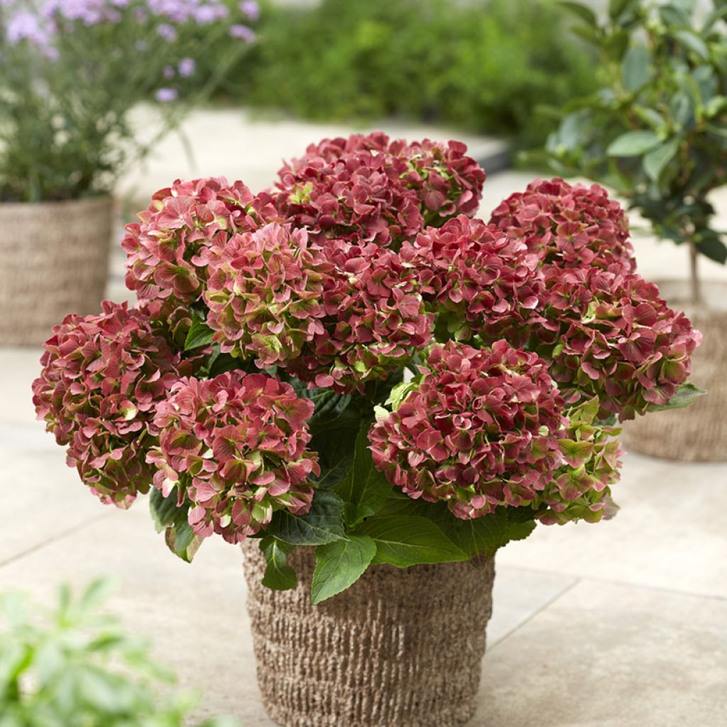 Hydrangea macrophylla Rembrandt Bella Pesche - Ortensia