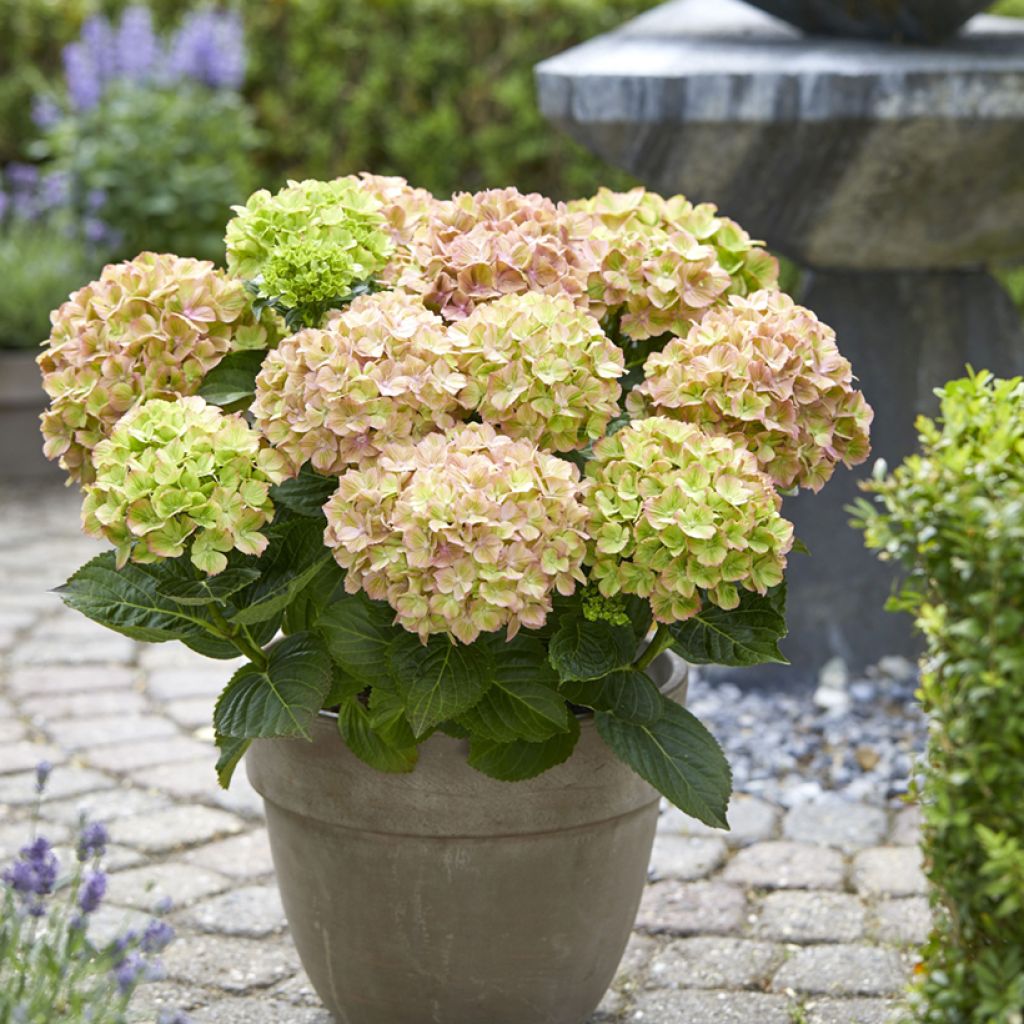 Hydrangea macrophylla Rembrandt Bella Pesche - Ortensia