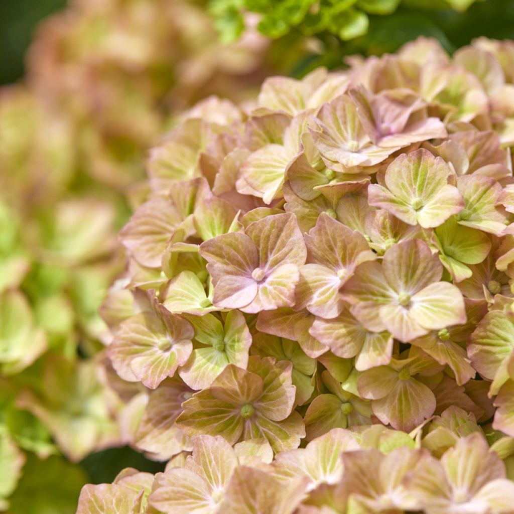 Hydrangea macrophylla Rembrandt Bella Pesche - Ortensia