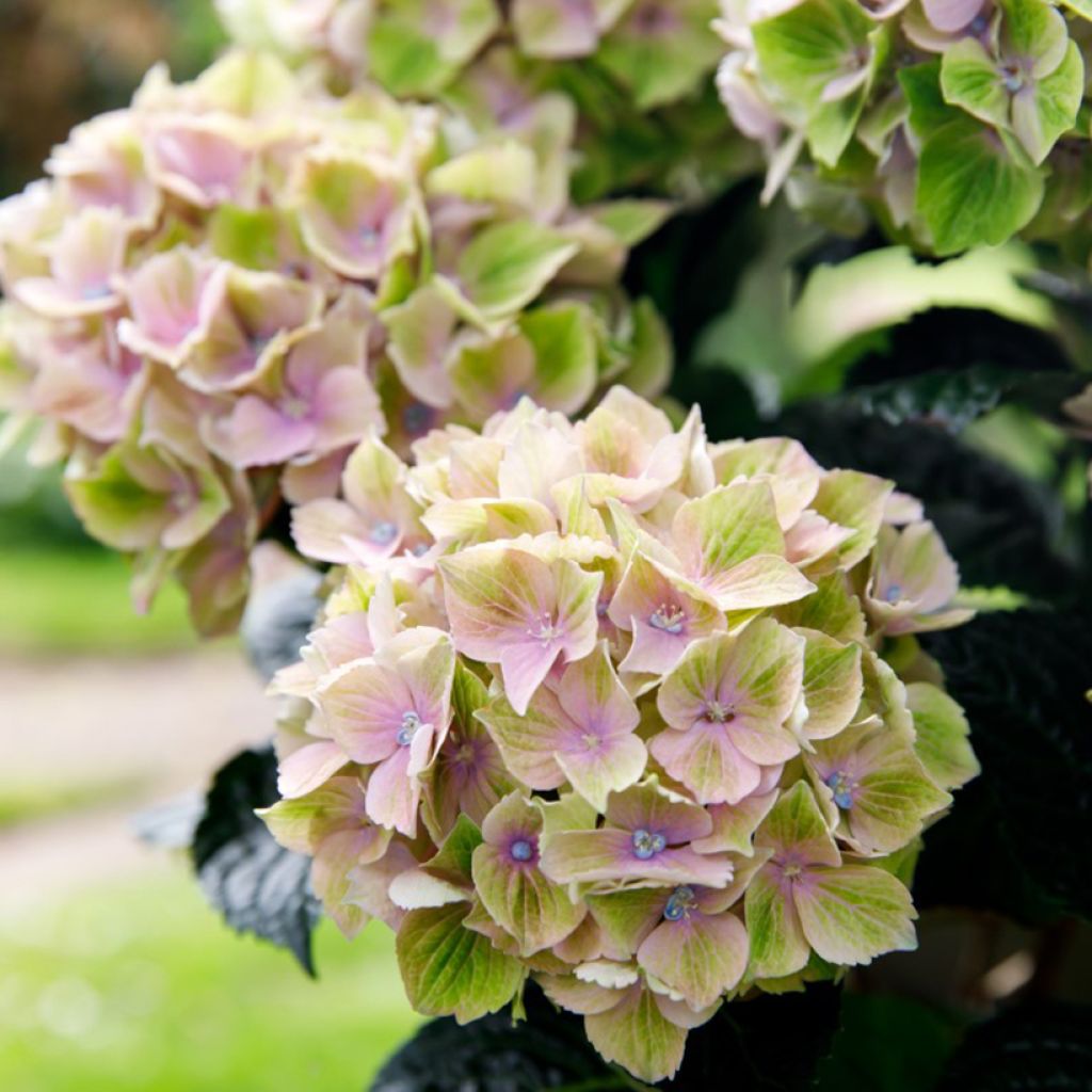 Hydrangea macrophylla Rembrandt Bella Pesche - Ortensia
