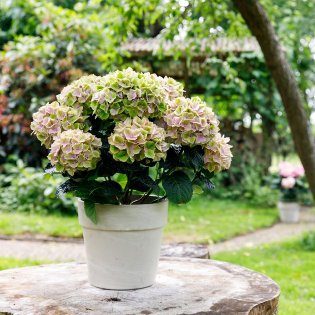 Hydrangea macrophylla Rembrandt Bella Pesche - Ortensia