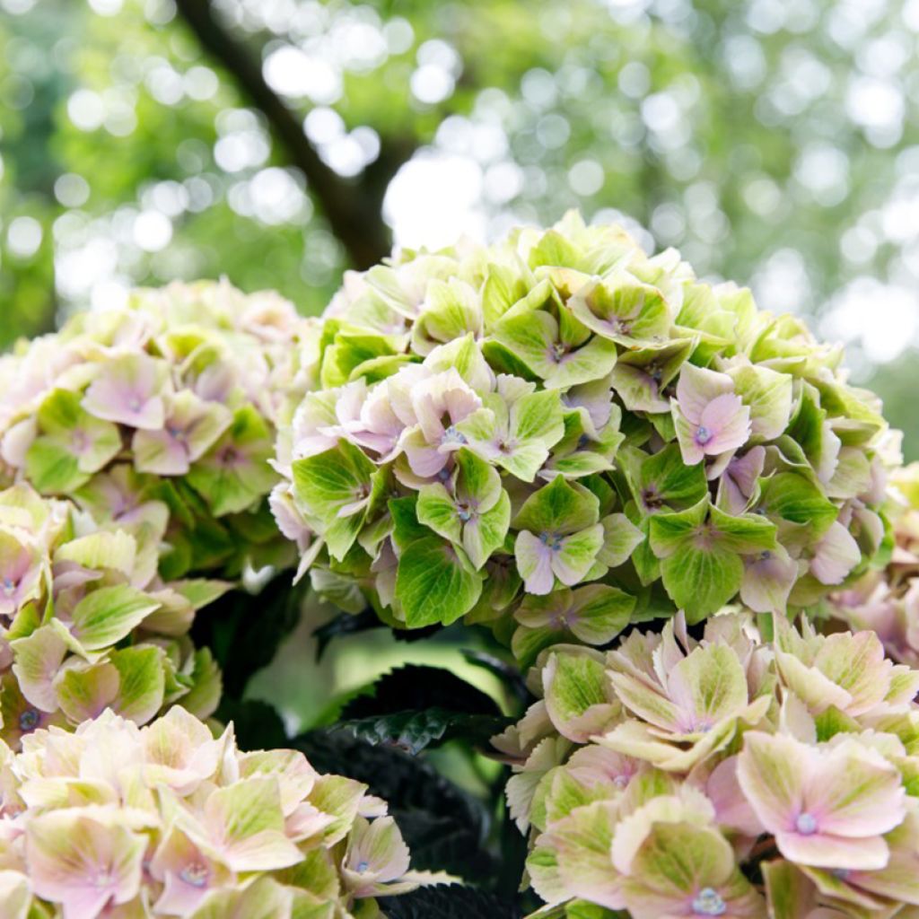 Hydrangea macrophylla Rembrandt Bella Pesche - Ortensia