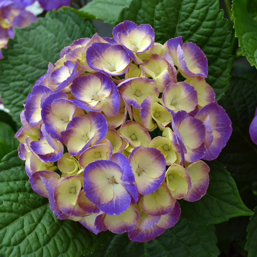 Hydrangea macrophylla Rembrandt Dolce Chic - Ortensia
