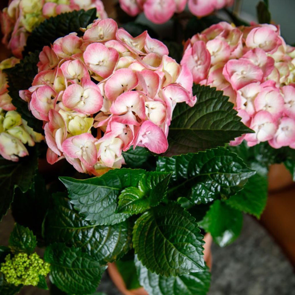 Hydrangea macrophylla Rembrandt Dolce Chic - Ortensia