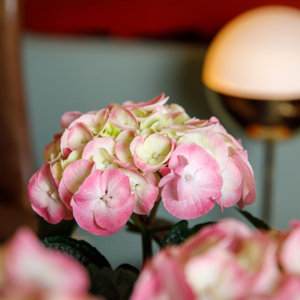 Hydrangea macrophylla Rembrandt Dolce Chic - Ortensia