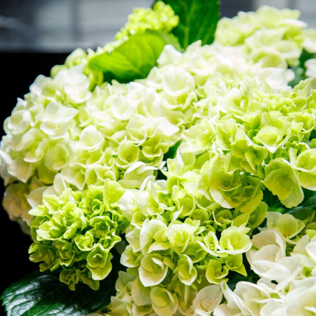 Hydrangea macrophylla Rembrandt Elegant Rosa - Ortensia
